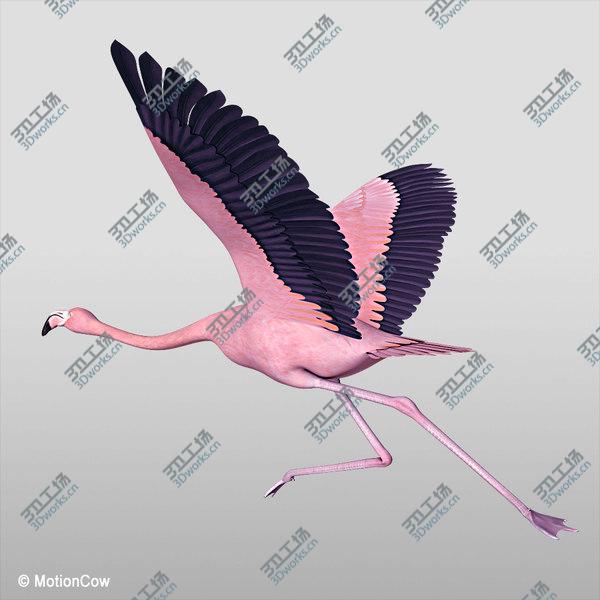 images/goods_img/20210312/Flamingo Pink - Flying/5.jpg